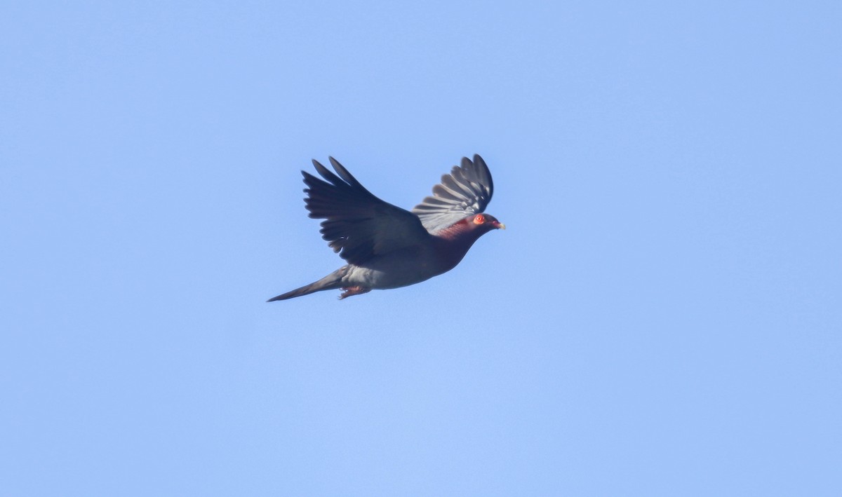 Scaly-naped Pigeon - Will McPhail