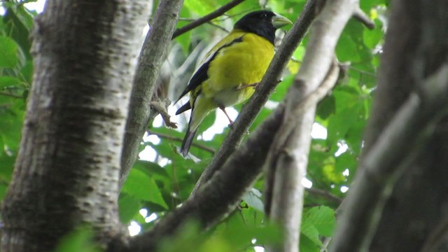 Hooded Grosbeak - ML350185021