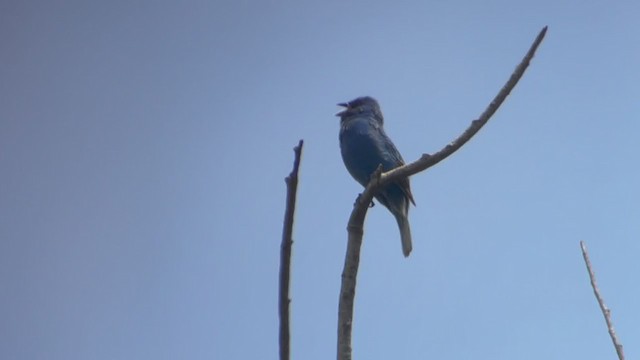 Indigo Bunting - ML350186391