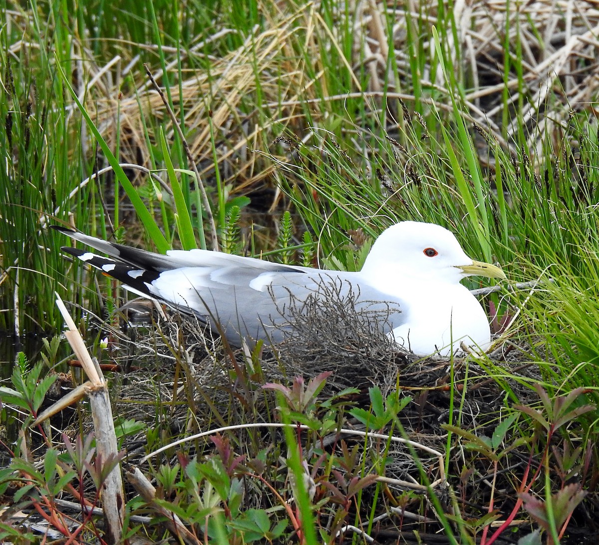 Short-billed Gull - ML350188071