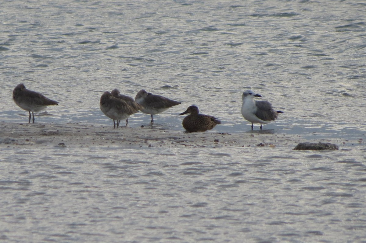 Blue-winged Teal - ML35018811