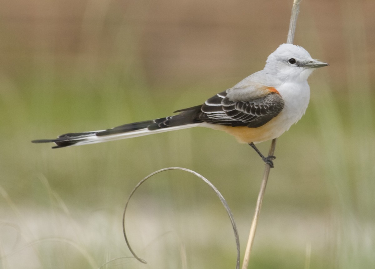 Scissor-tailed Flycatcher - ML35019001