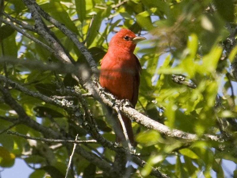 Summer Tanager - ML35019121