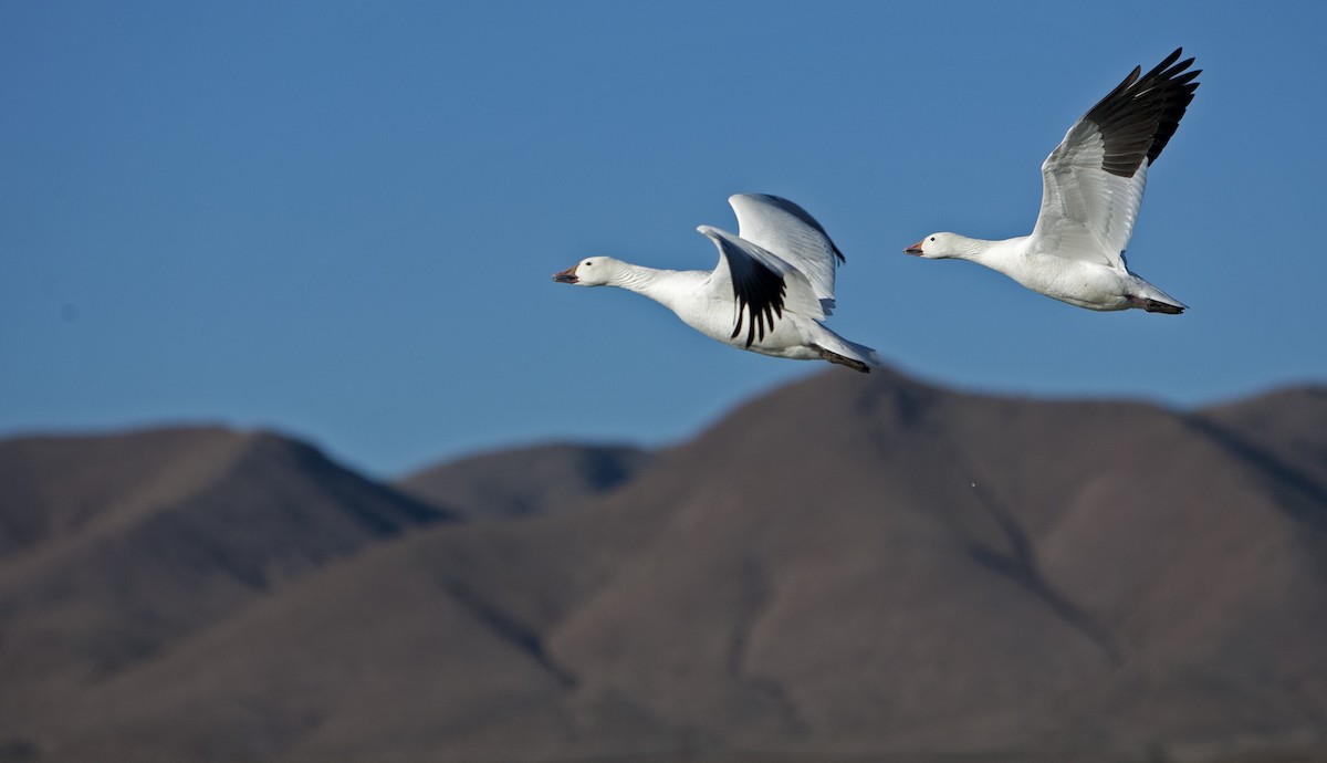 Snow Goose - Dominic Garcia-Hall