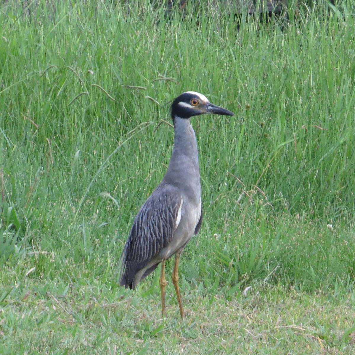 Yellow-crowned Night Heron - ML350194301