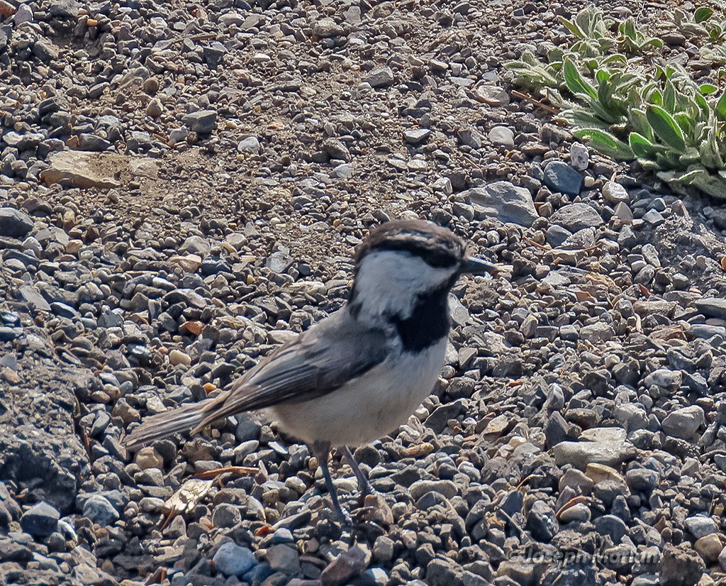 Mountain Chickadee - ML350194581