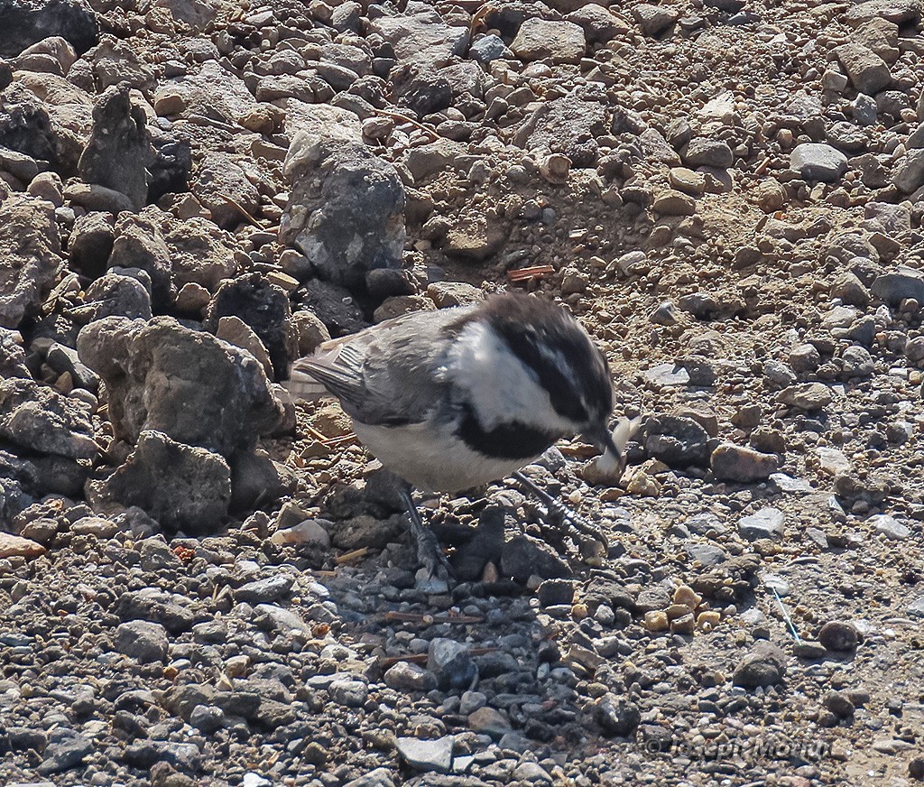 Mountain Chickadee - ML350194591