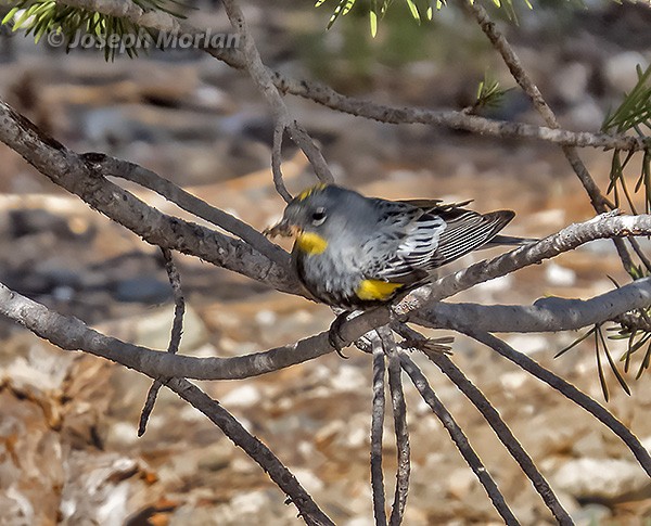 Yellow-rumped Warbler - ML350194671