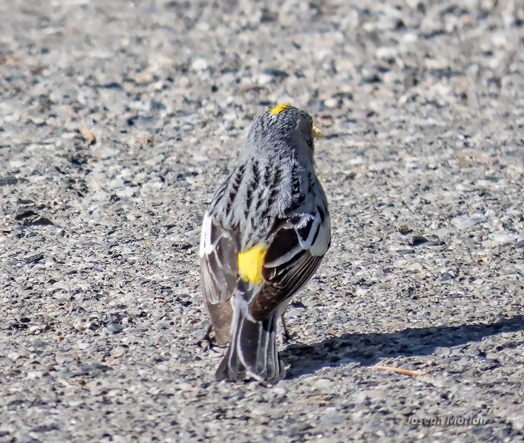 Yellow-rumped Warbler - ML350194681