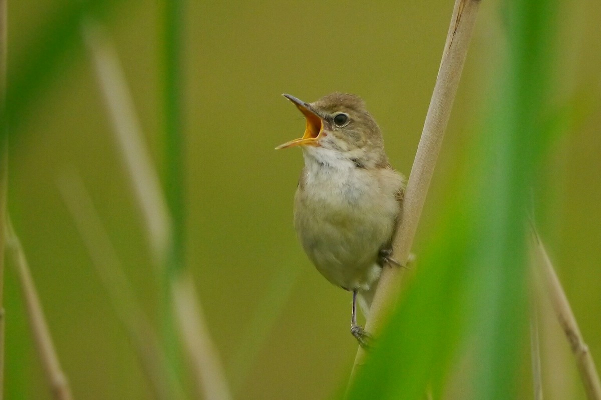 Blyth's Reed Warbler - ML350194911