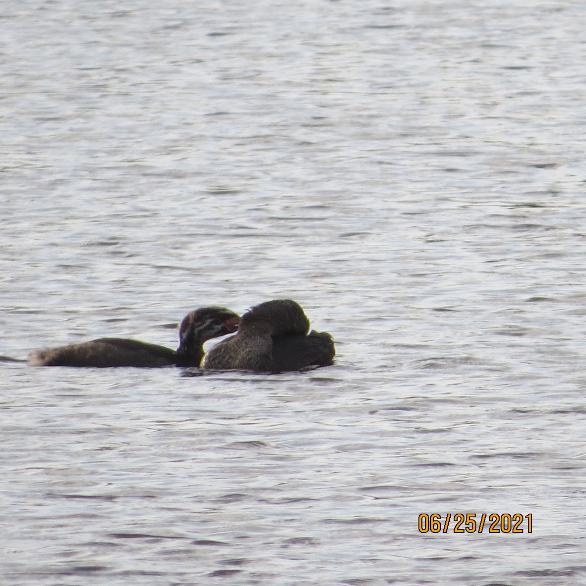 Pied-billed Grebe - ML350195301
