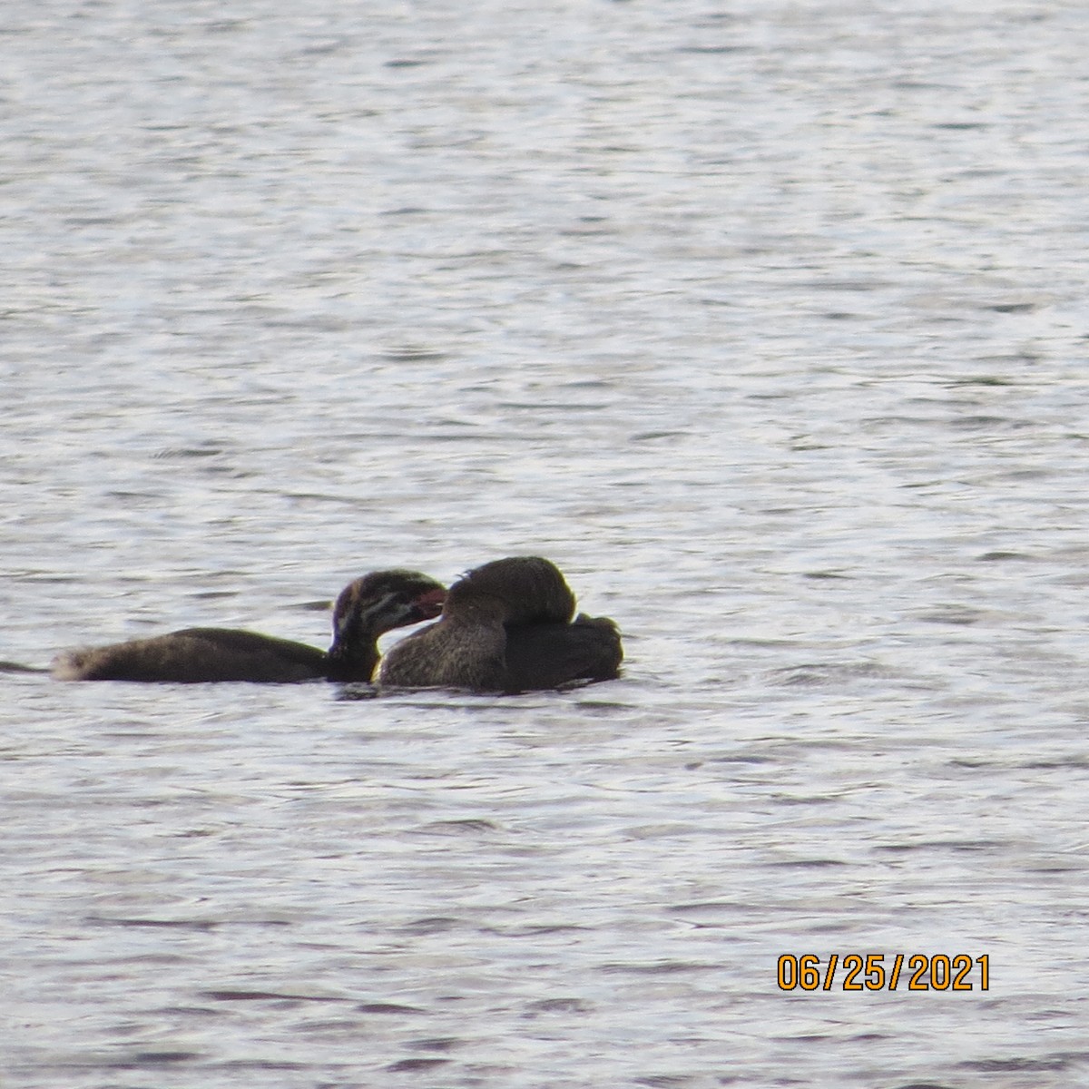 Pied-billed Grebe - JOHN KIRK