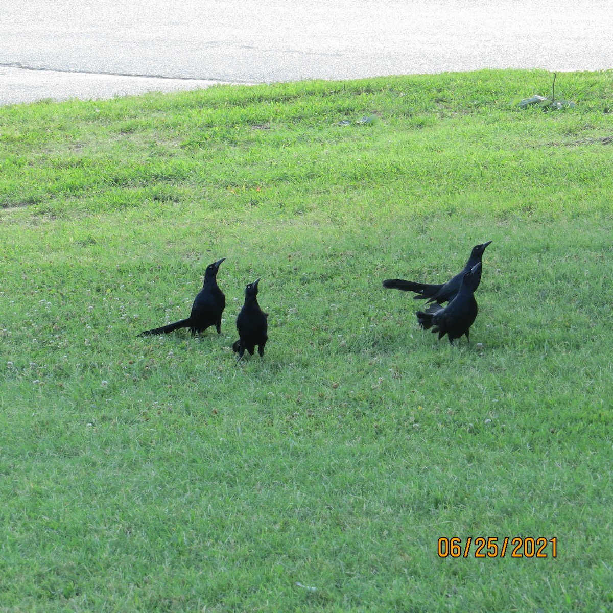 Great-tailed Grackle - ML350195621