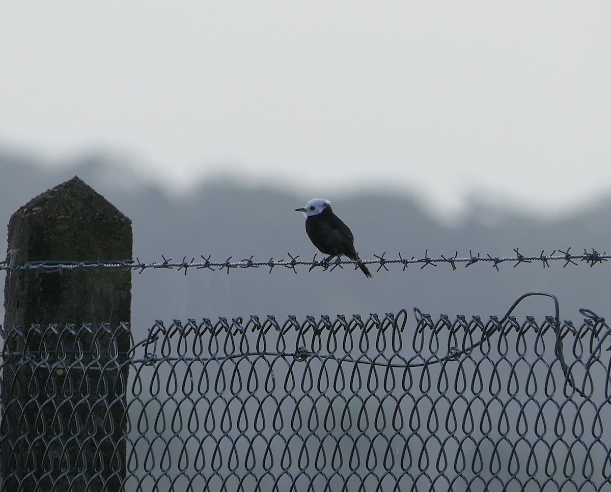 White-headed Marsh Tyrant - ML350197791