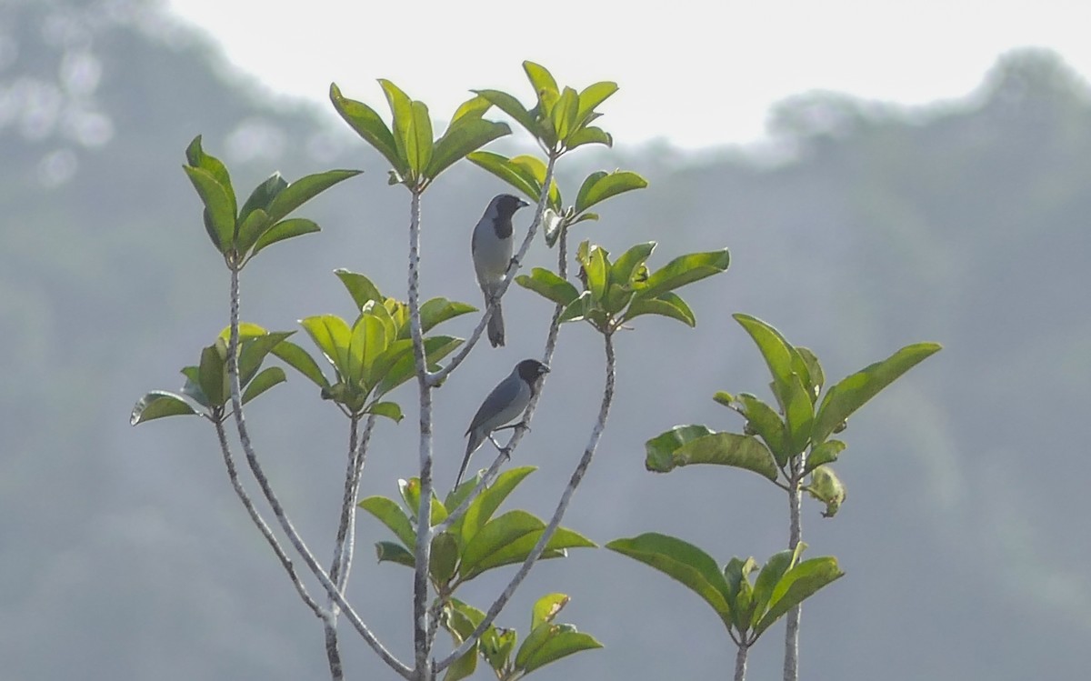 Black-faced Tanager - ML350197871