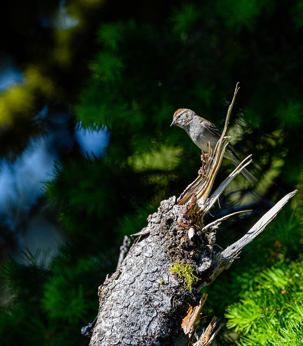 Chipping Sparrow - Ken Miracle
