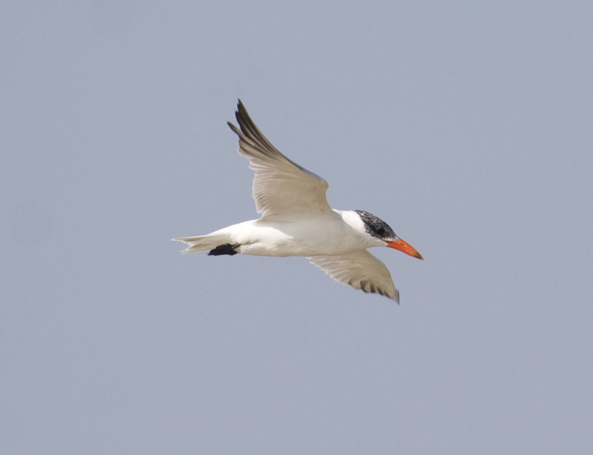 Морин хараалай - ML35019811