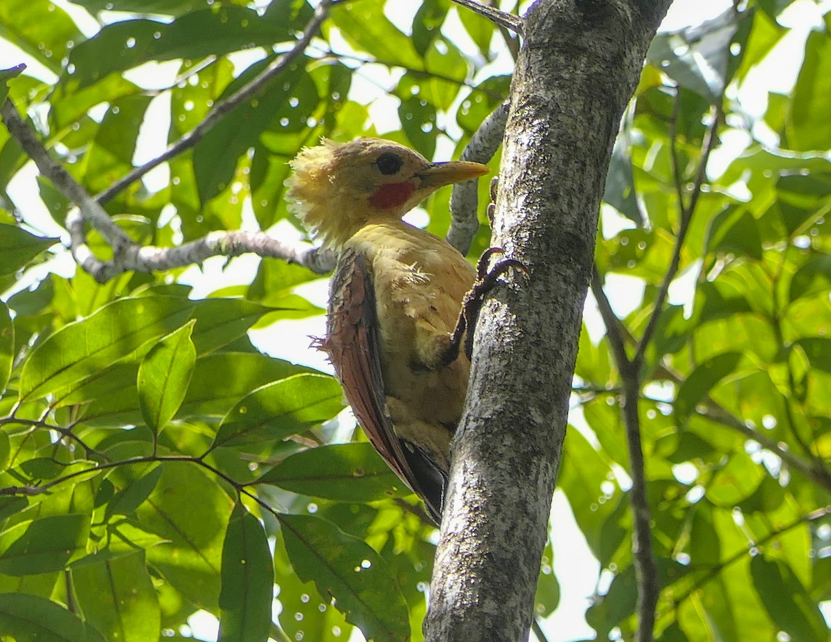 Cream-colored Woodpecker - ML350198121