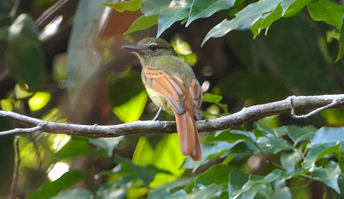 Rufous-tailed Flatbill - ML350198901