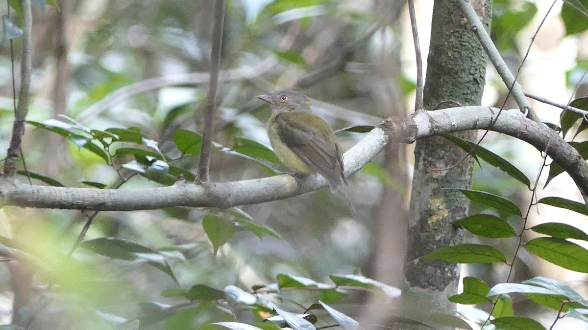 Saffron-crested Tyrant-Manakin - ML350199291