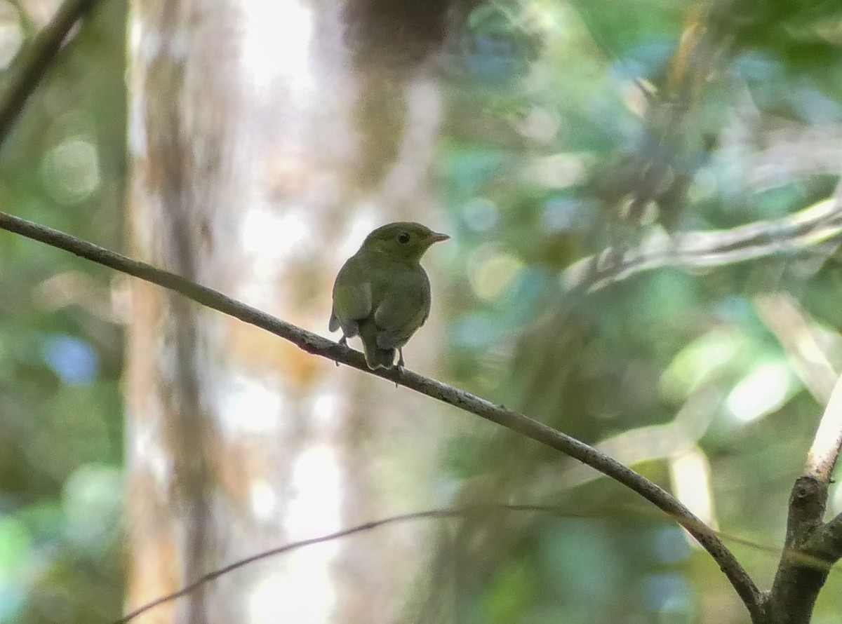 Manakin à tête d'or - ML350199351