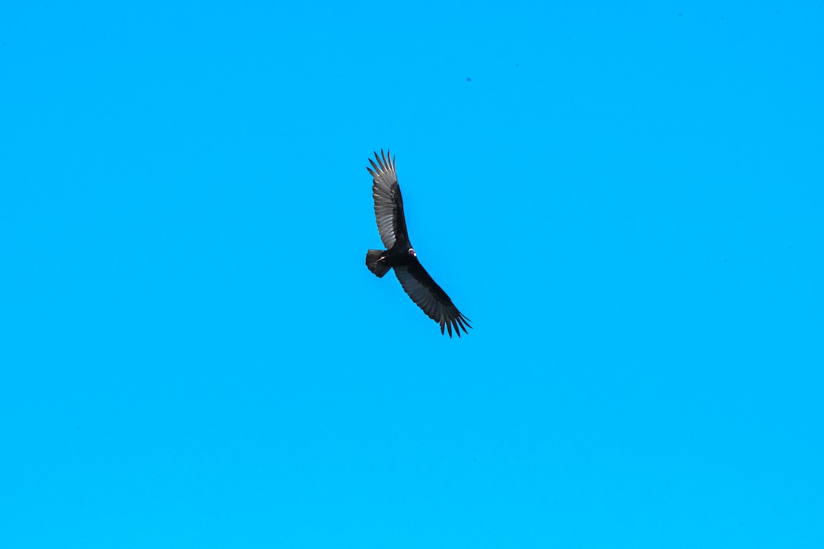 Turkey Vulture - ML350199611