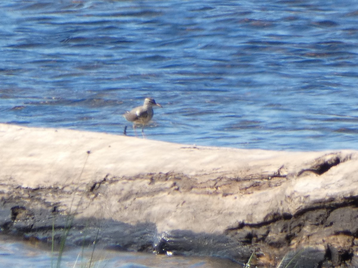 Spotted Sandpiper - ML350200261