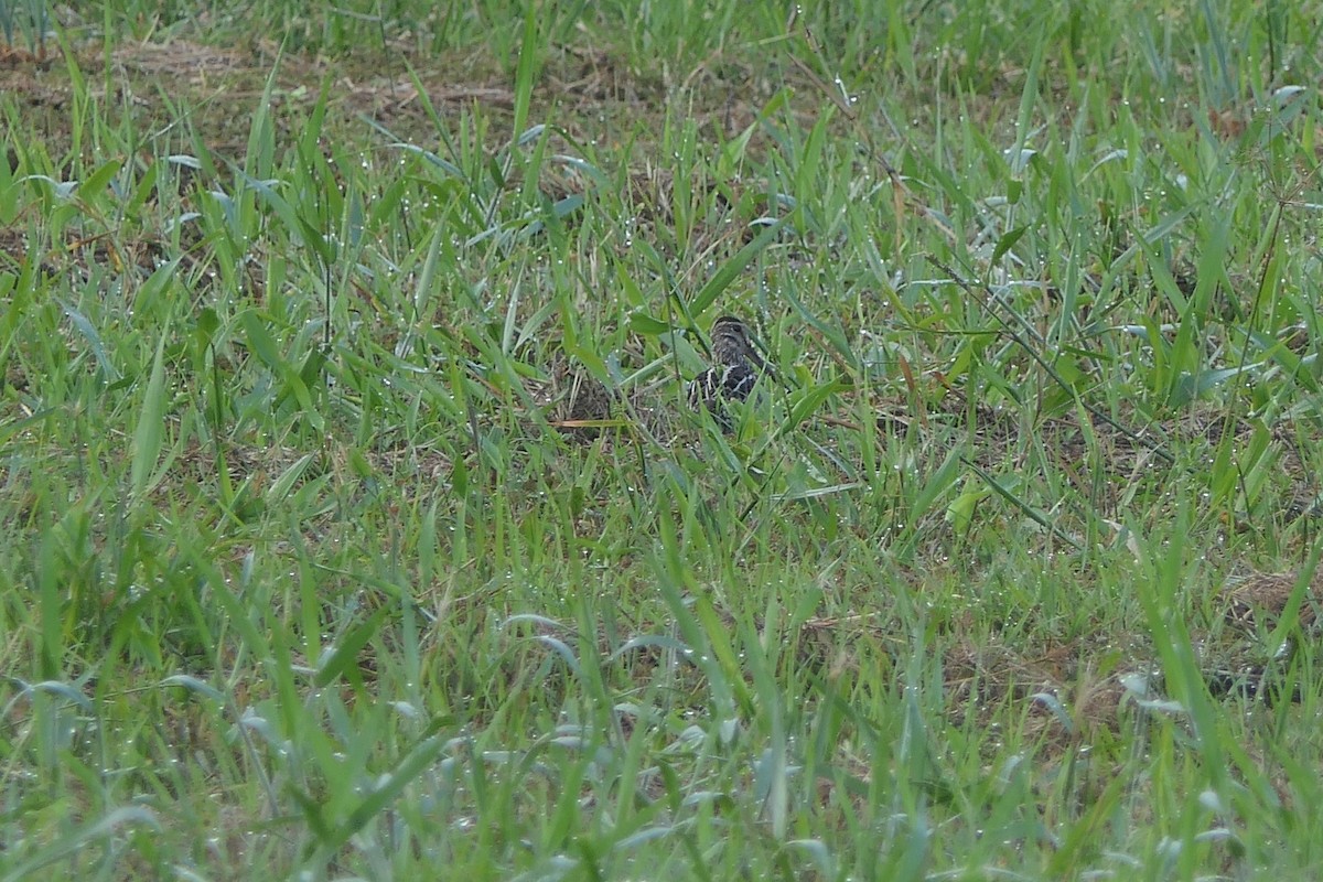 Pantanal Snipe - ML350200301