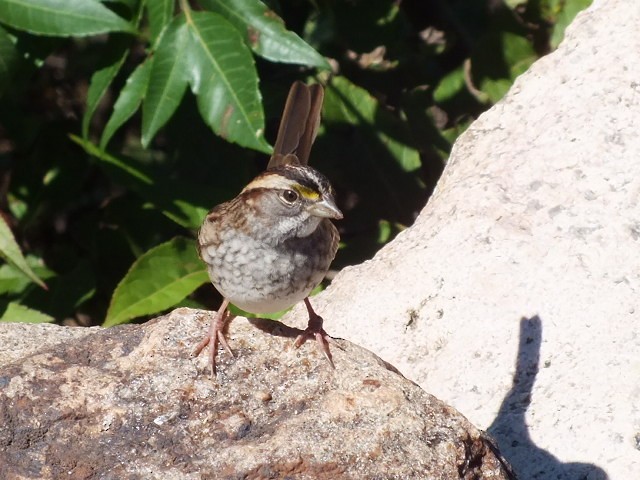 White-throated Sparrow - ML350200381