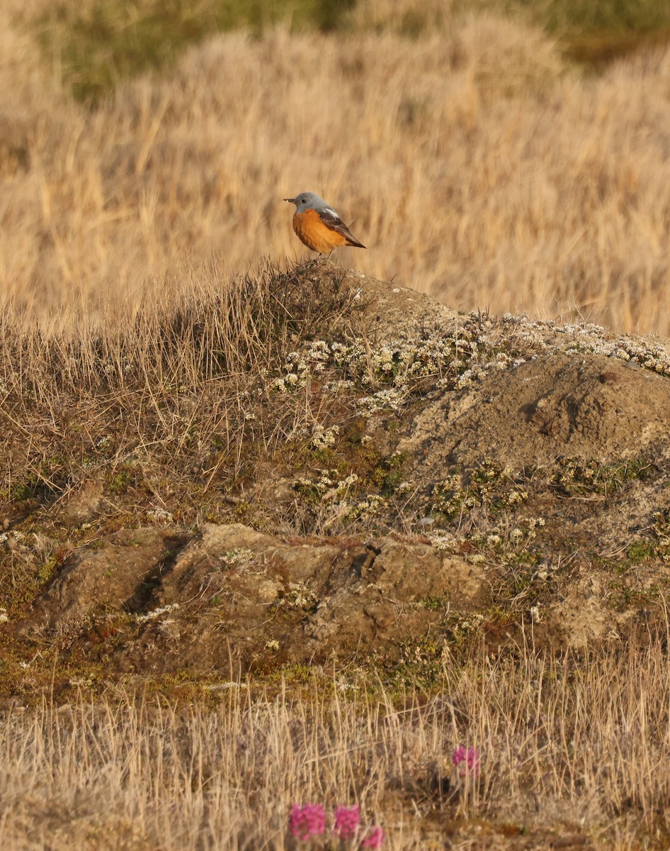 Rufous-tailed Rock-Thrush - Knut Hansen