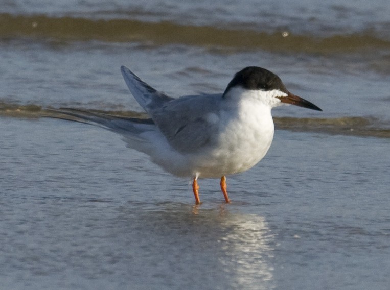 Forster's Tern - ML35020191