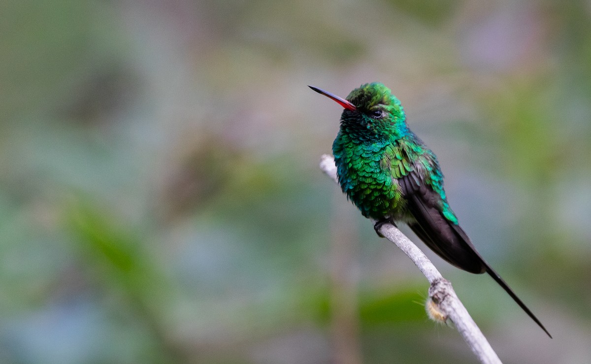 Golden-crowned Emerald - ML350201981