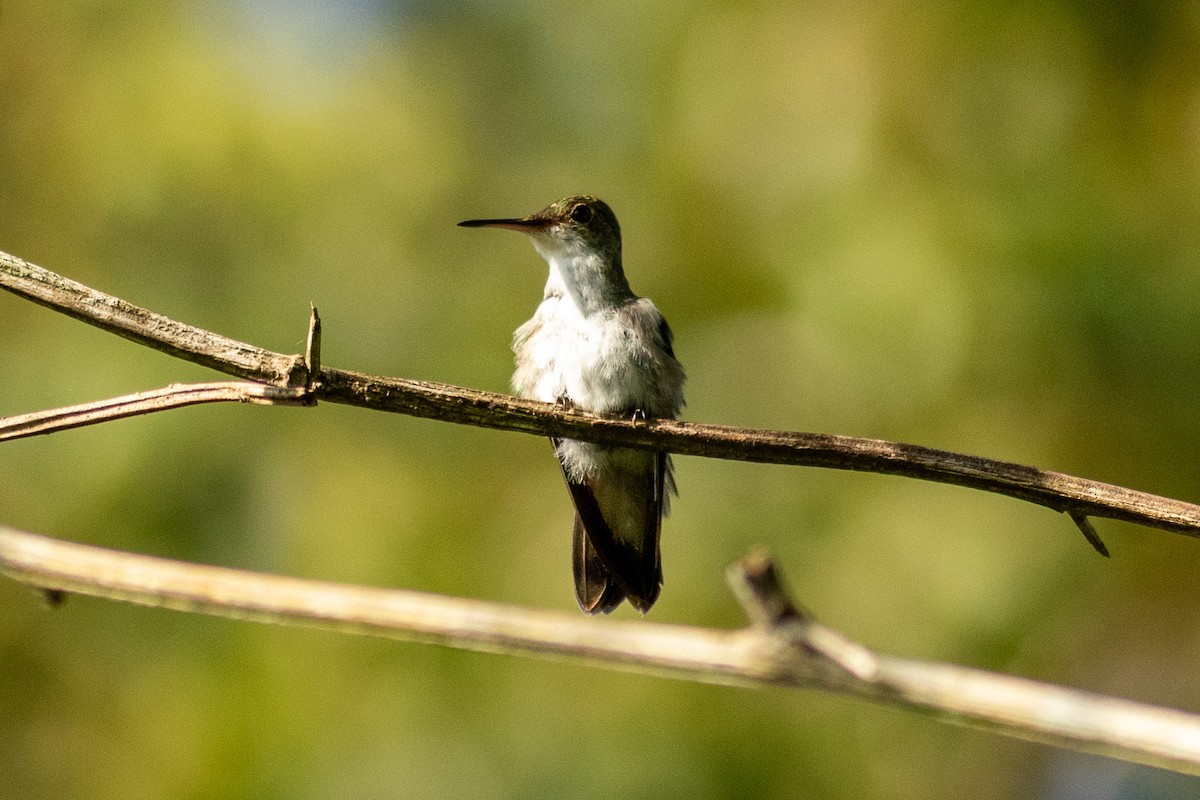 White-bellied Emerald - Eli  Jahsua Miller