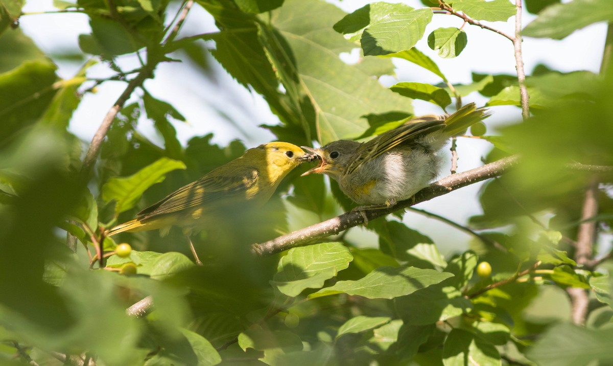 Northern Yellow Warbler - Doug Hitchcox