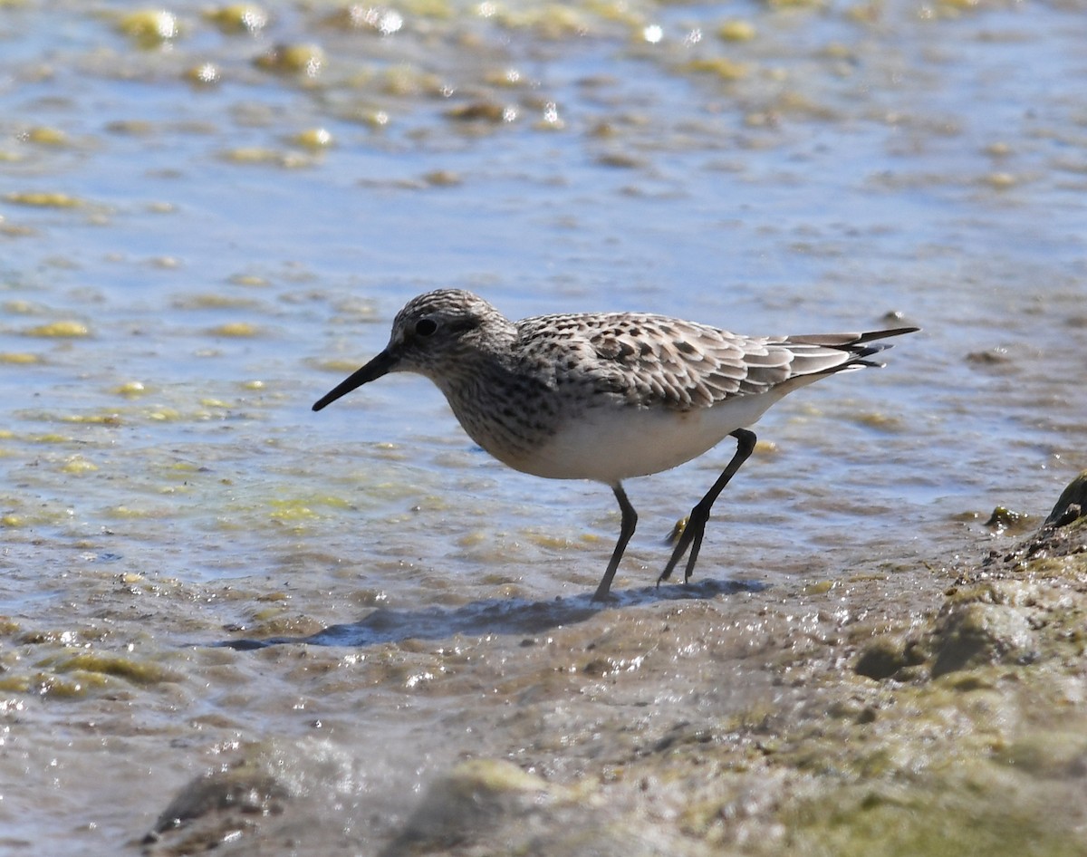Baird's Sandpiper - Joshua van der Meulen