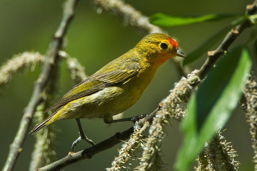 Fire-capped Tit - ML350208101