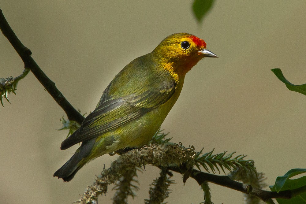 Fire-capped Tit - ML350208111