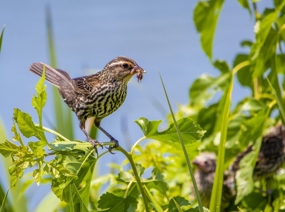 Red-winged Blackbird - Nick Hobgood