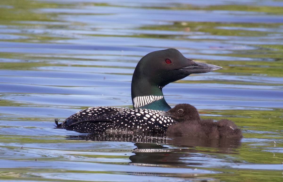 Common Loon - ML350208981