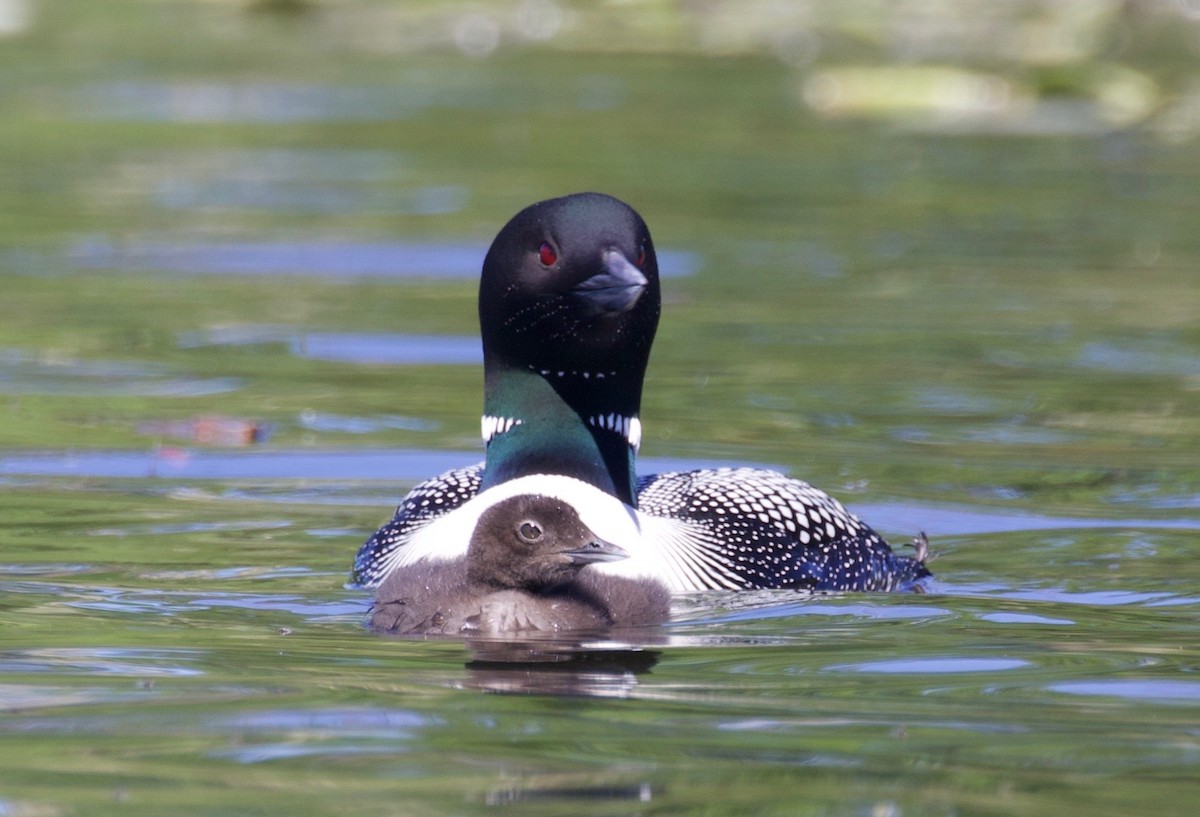 Common Loon - ML350209461