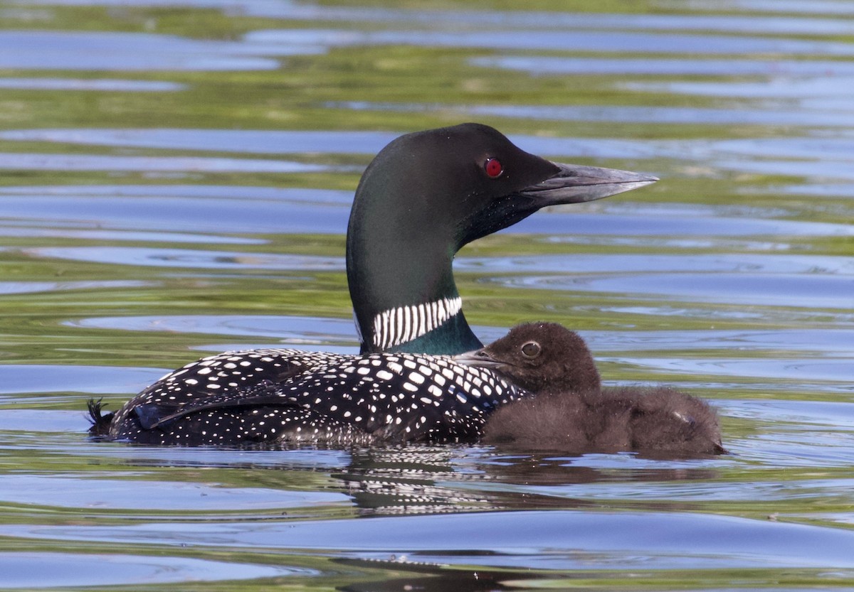 Common Loon - ML350209471