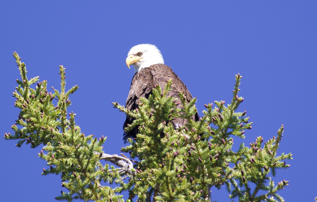 Bald Eagle - ML350209561