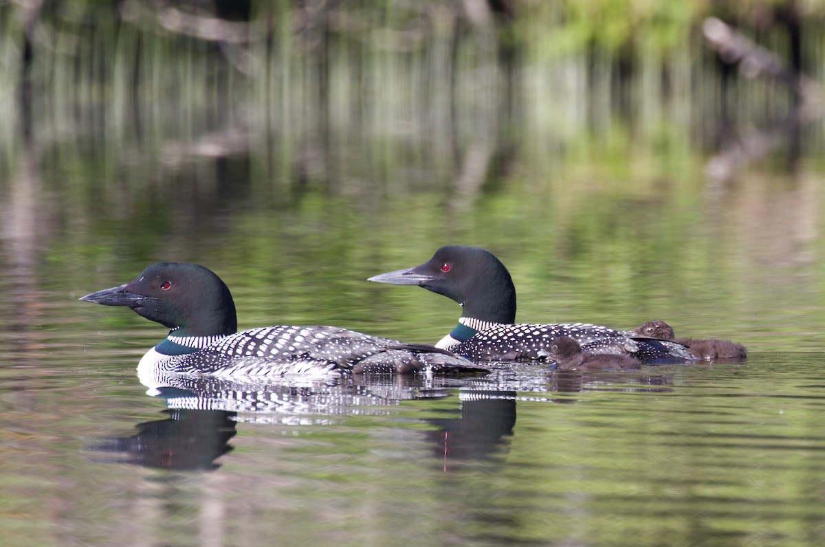 Common Loon - ML350209871