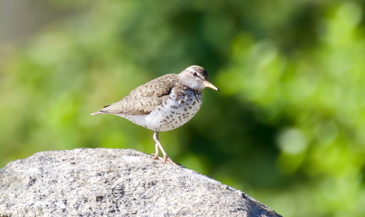 Spotted Sandpiper - ML350210131