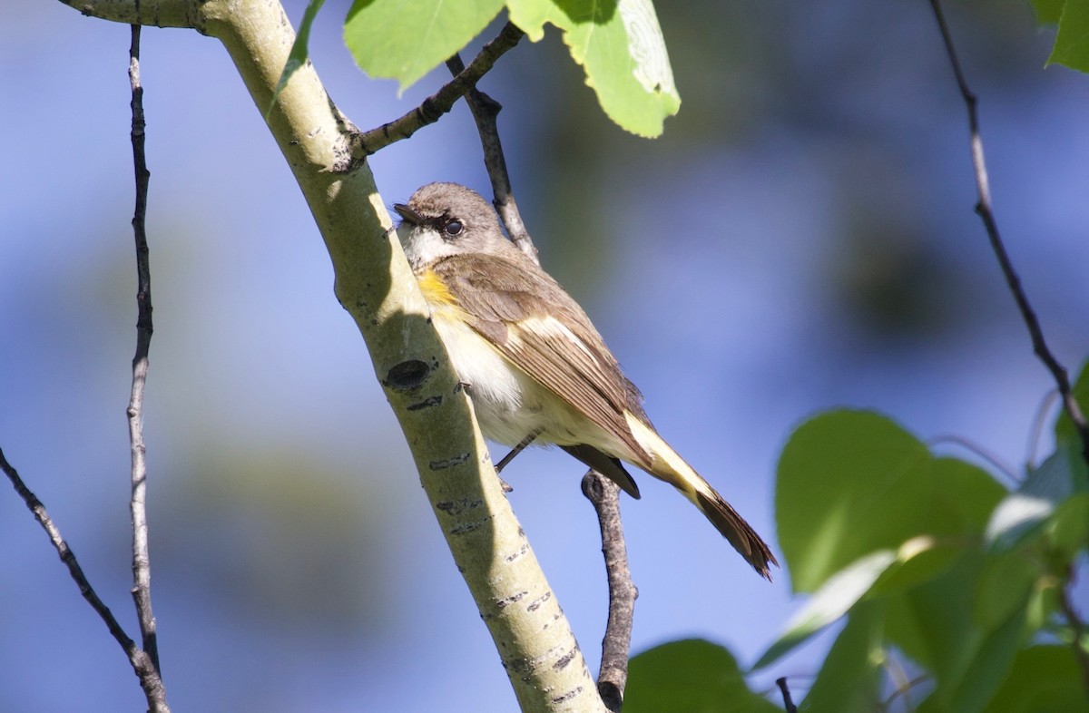 American Redstart - ML350210271