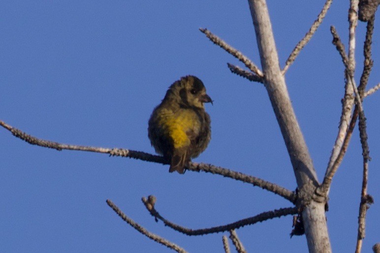 Red Crossbill - ML350211961