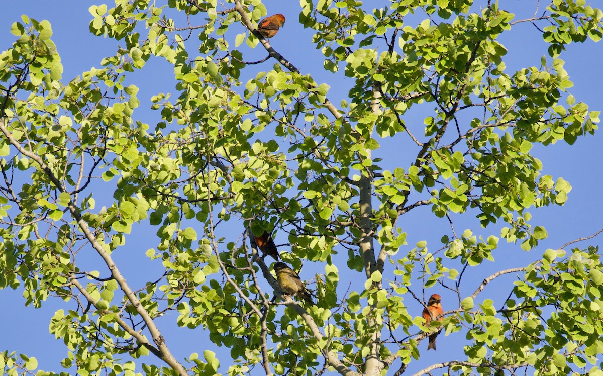 Red Crossbill - ML350211981
