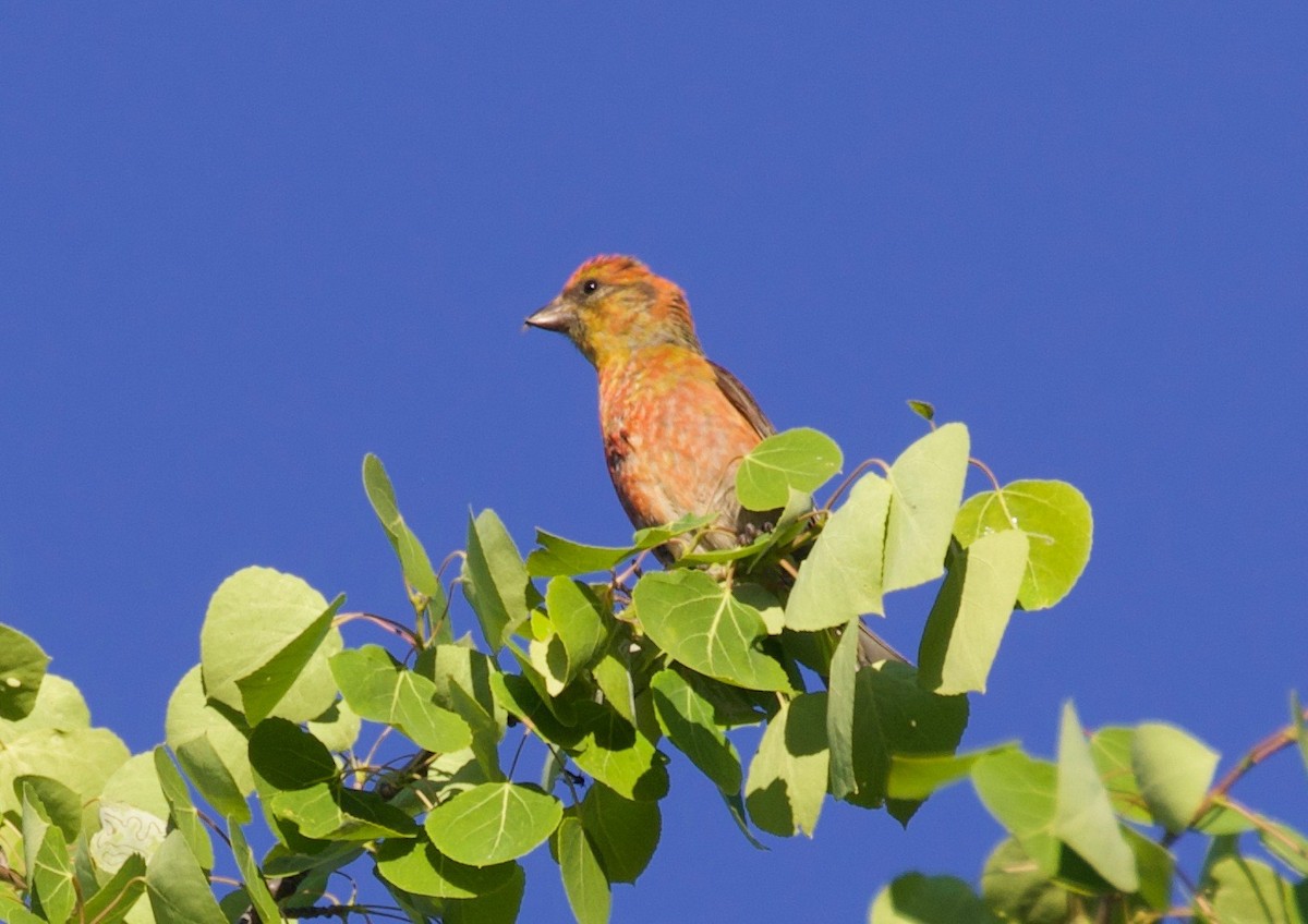 Red Crossbill - ML350211991