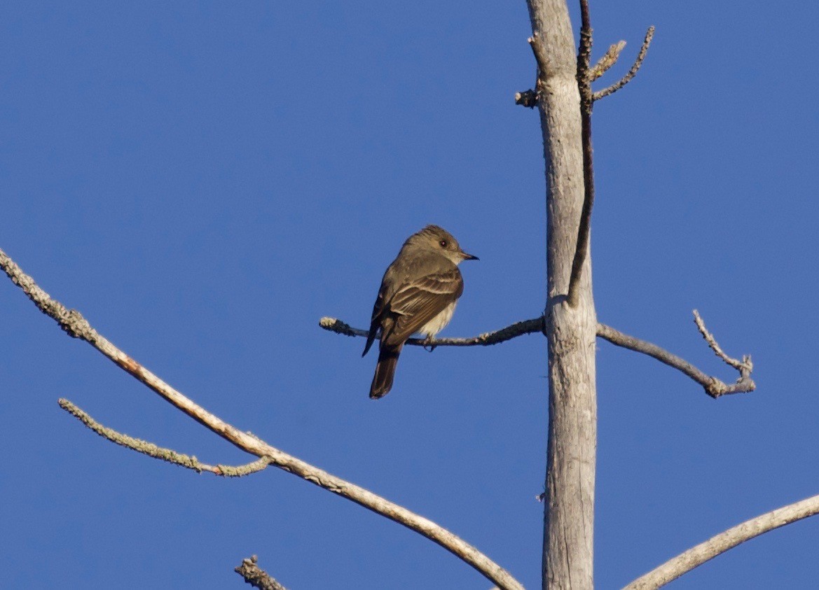 Western Wood-Pewee - ML350212011