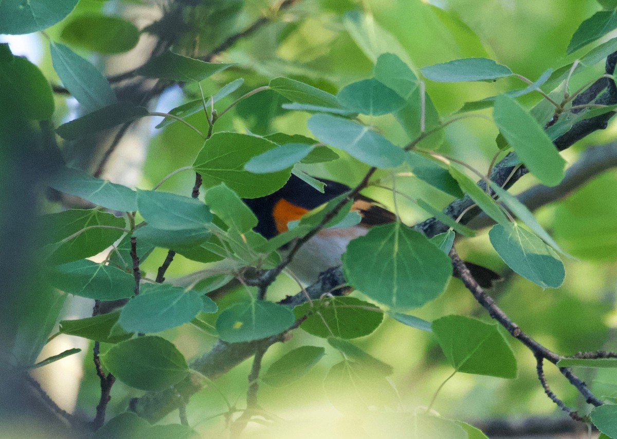 American Redstart - ML350212871